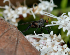 Empis clausa