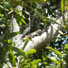 Mokopirirakau southern north island