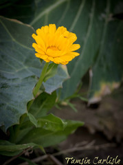 Calendula suffruticosa