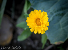 Calendula suffruticosa