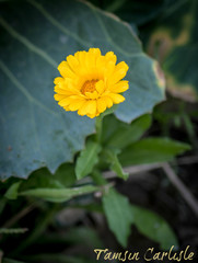 Calendula suffruticosa
