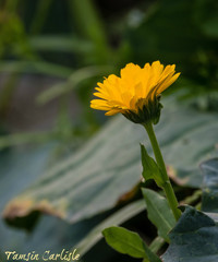 Calendula suffruticosa