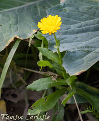 Calendula suffruticosa