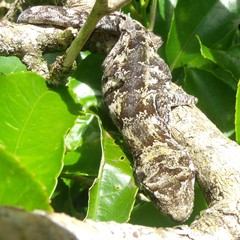 Mokopirirakau southern north island