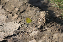 Pyrisitia lisa centralis