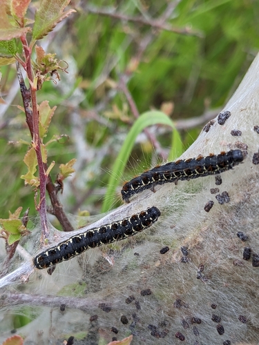 Eriogaster lanestris