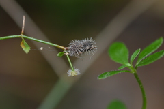 Galium pilosum