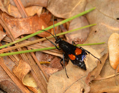 Calopompilus maculipennis