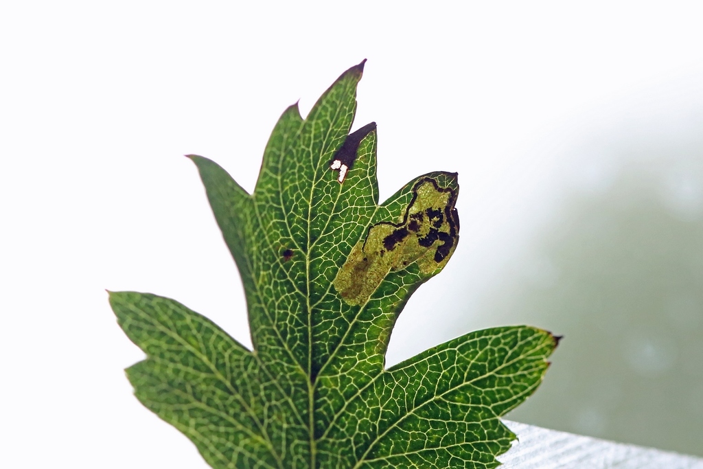 Scarce Thorn Pigmy