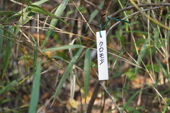 Lindera umbellata