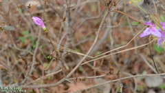 Rhododendron mucronulatum
