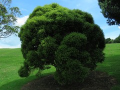 Metrosideros bartlettii