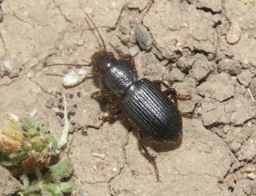 Dicheirus obtusus