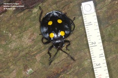 Eumorphus marginatus