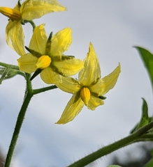 Solanum lycopersicum lycopersicum