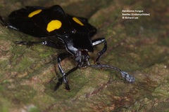 Eumorphus marginatus