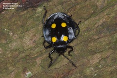 Eumorphus marginatus