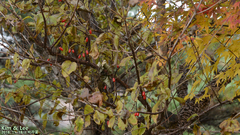 Cornus officinalis