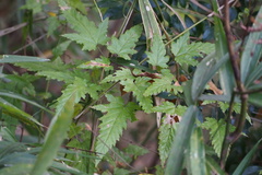 Rubus palmatus