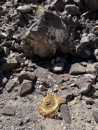 Angel de la Guarda Island Speckled Rattlesnake