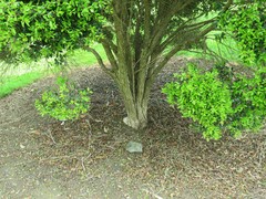 Metrosideros bartlettii