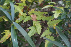 Rubus palmatus