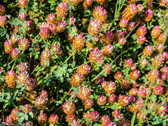 Trifolium aintabense