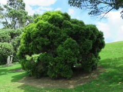 Metrosideros bartlettii