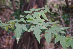 Rubus palmatus