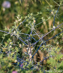 Eryngium creticum