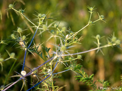 Eryngium creticum