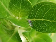 Clematostigma maculiceps