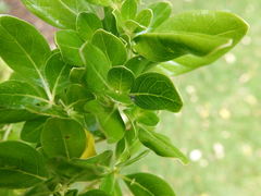 Clematostigma maculiceps