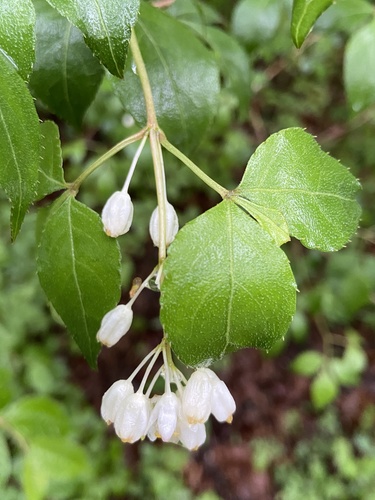Japanese bladdernut (Staphylea bumalda)