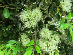 Metrosideros bartlettii