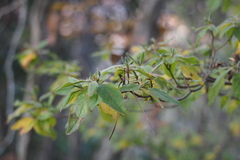 Lonicera gracilipes