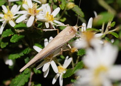Calamidia hirta