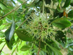 Metrosideros bartlettii