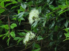 Metrosideros bartlettii