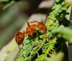 Notoncus spinisquamis