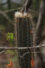Pilosocereus