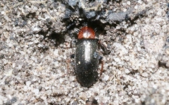 Atoichus bicolor