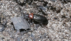 Atoichus bicolor