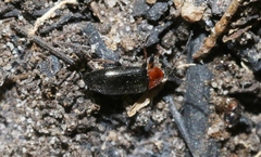 Atoichus bicolor
