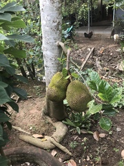 Artocarpus heterophyllus