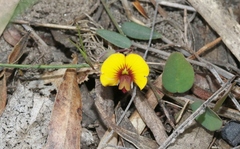 Bossiaea prostrata
