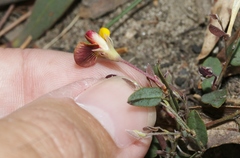 Bossiaea prostrata