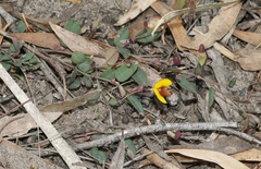 Bossiaea prostrata