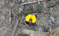 Bossiaea prostrata