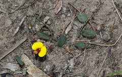 Bossiaea prostrata